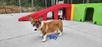 Male Sale, a male Pembroke Welsh Corgi for sale in Julian, NC – Photo 2 of 5