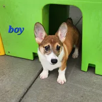 Male Sale, a male Pembroke Welsh Corgi for sale in Julian, NC – Photo 1 of 5