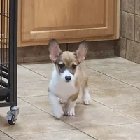 Male Sale, a male Pembroke Welsh Corgi for sale in Julian, NC – Photo 4 of 5