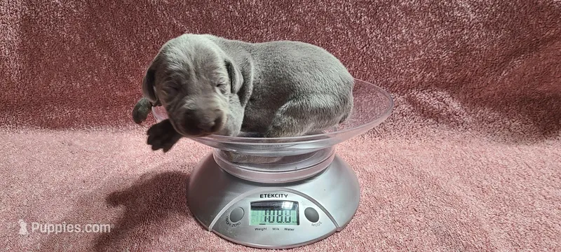 Blue – Weimaraner puppy for sale in Julian, NC