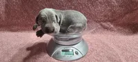 Blue, a  Weimaraner for sale in Julian, NC – 1 of 3