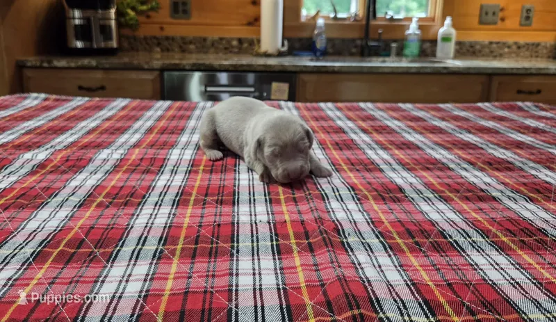 Silver – Weimaraner puppy for sale in Julian, NC
