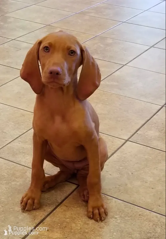 Brooks – Vizsla puppy for sale in Julian, NC