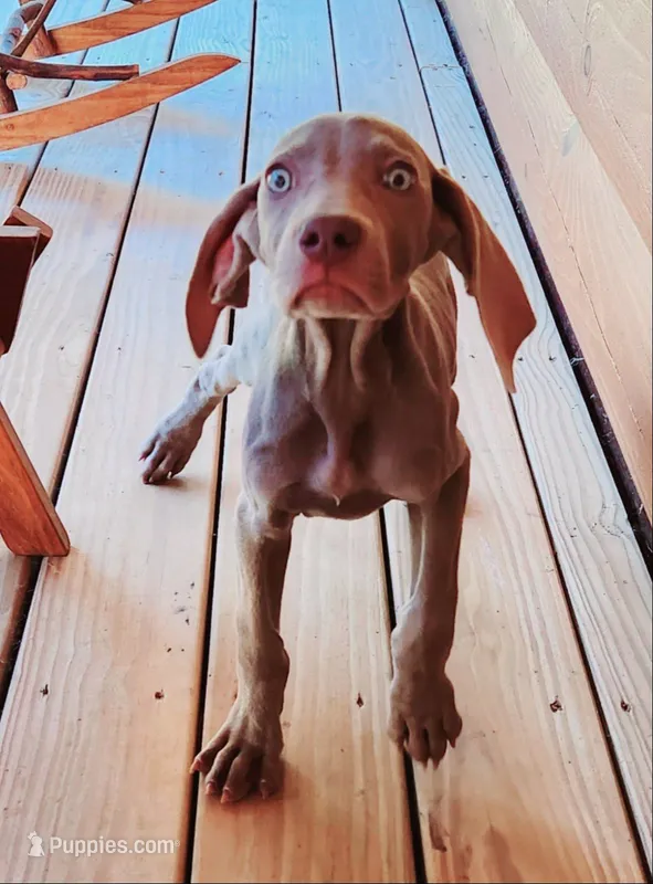 Silver – Weimaraner puppy for sale in Julian, NC