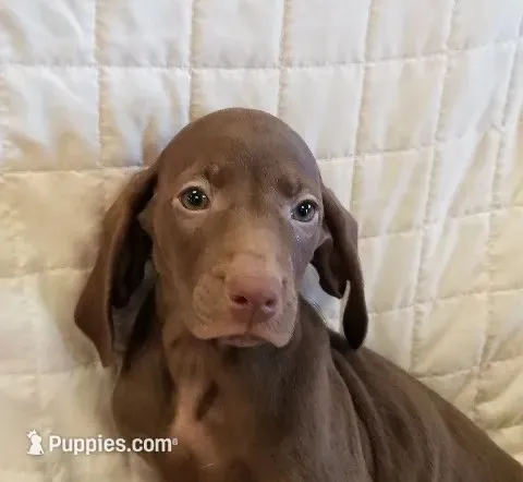 IWeimzla Girl VW – Vizsla, Weimaraner puppy for sale in Julian, NC