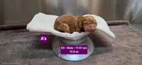 Ainsley's Boy, a male Vizsla for sale in Julian, NC – 2 of 4