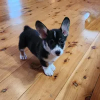 Junos #3 girl, a female Pembroke Welsh Corgi for sale in Julian, NC – Photo 1 of 7