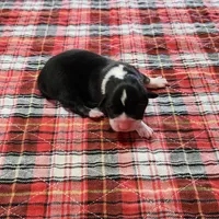 Junos #3 girl, a female Pembroke Welsh Corgi for sale in Julian, NC – Photo 5 of 7