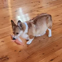 Junos #3 girl, a female Pembroke Welsh Corgi for sale in Julian, NC – Photo 7 of 7