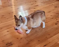 Junos #3 girl, a female Pembroke Welsh Corgi for sale in Julian, NC – Photo 7 of 7