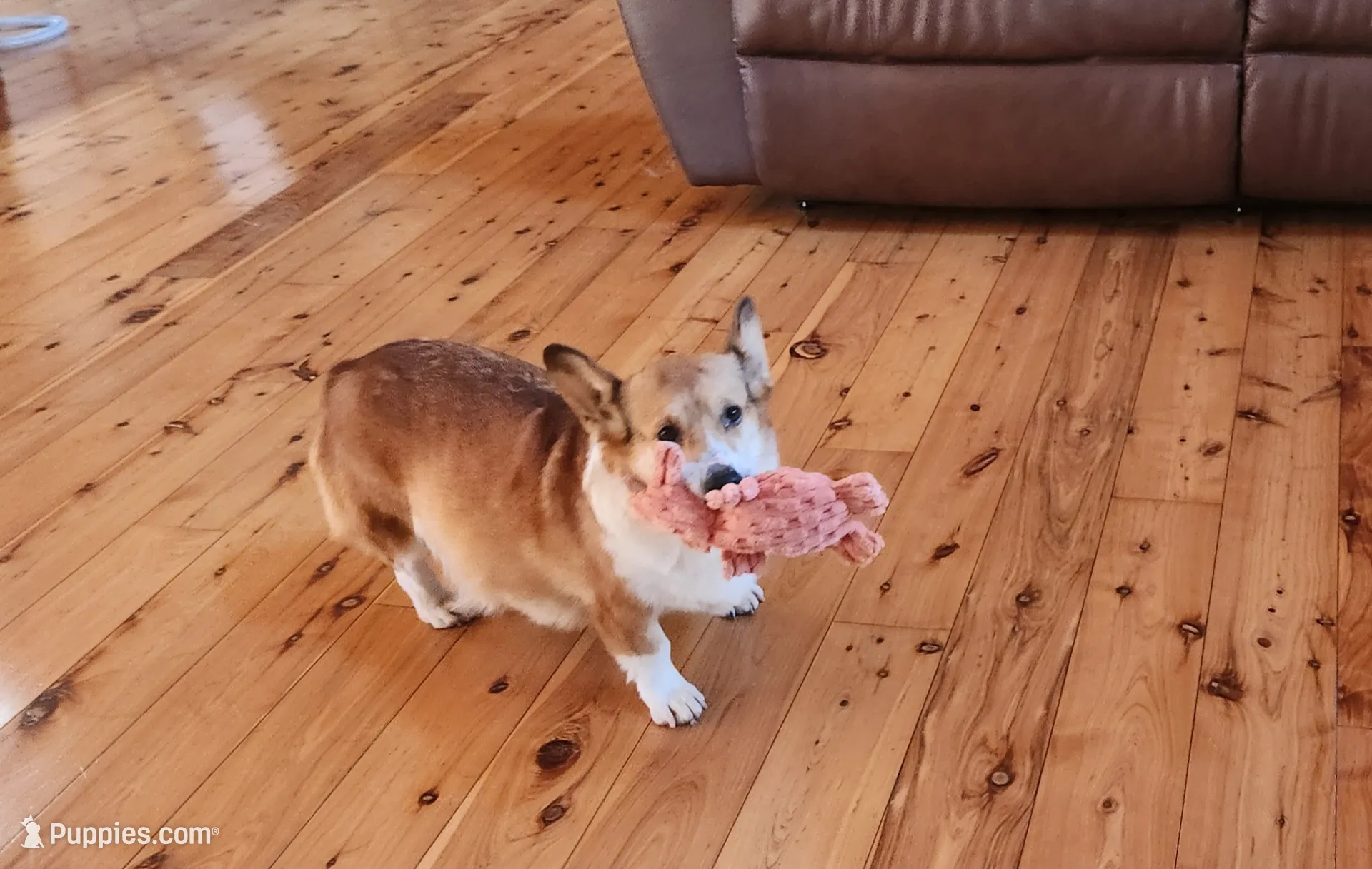 Junos #3 girl, a female Pembroke Welsh Corgi for sale in Julian, NC – Photo 6 of 7