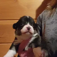 Junos #3 girl, a female Pembroke Welsh Corgi for sale in Julian, NC – Photo 4 of 7