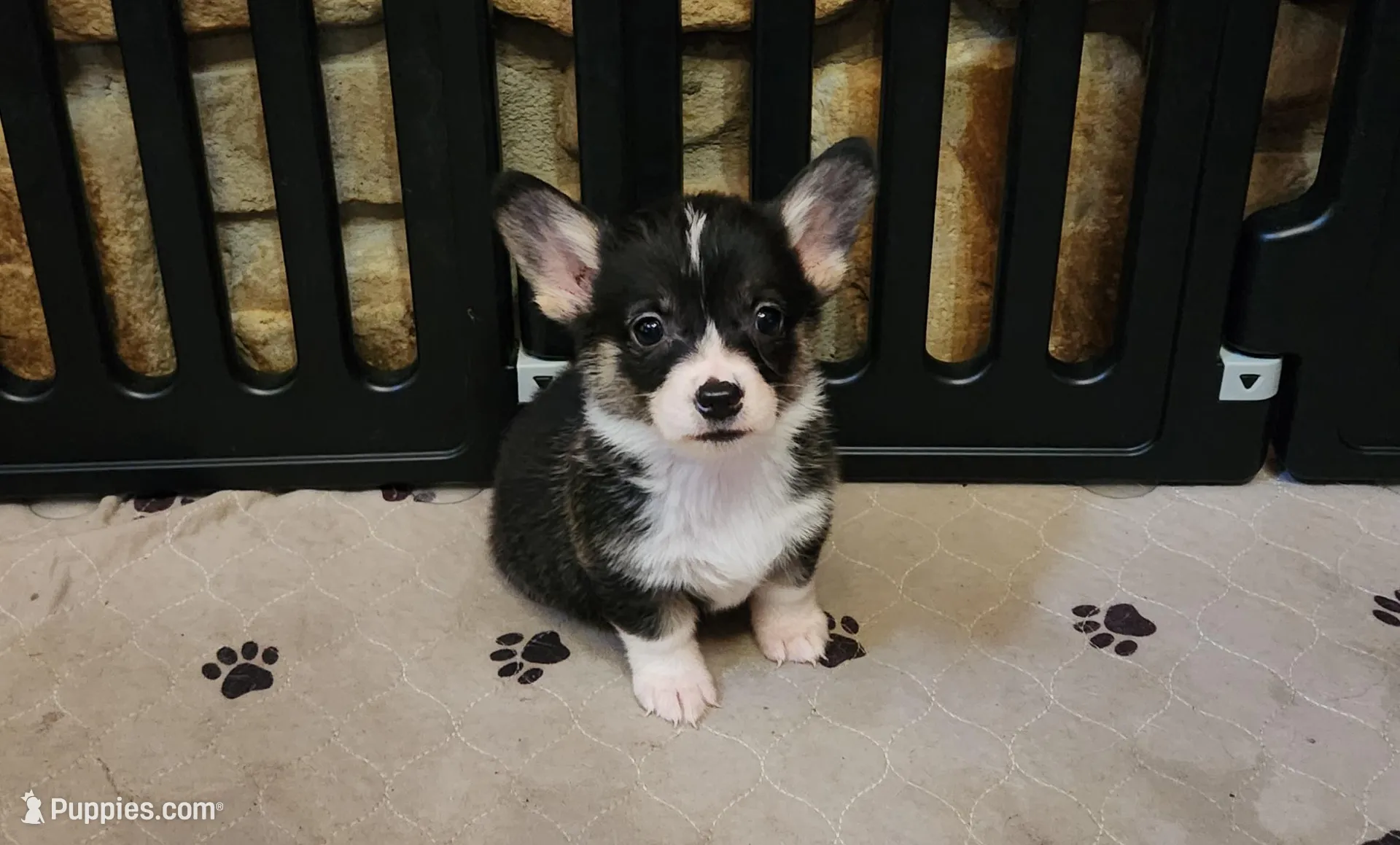 Junos #3 girl, a female Pembroke Welsh Corgi for sale in Julian, NC – Photo 2 of 7