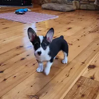 Junos #1 girl, a female Pembroke Welsh Corgi for sale in Julian, NC – Photo 1 of 6