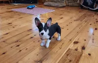 Junos #1 girl, a female Pembroke Welsh Corgi for sale in Julian, NC – Photo 1 of 6