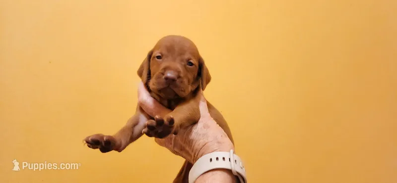 Ainsley's Mama  – Vizsla puppy for sale in Julian, NC