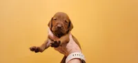 Ainsley's Mama , a  Vizsla for sale in Julian, NC – 1 of 4