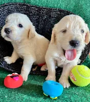 White Puppy 5 (b) , a male English Cream Golden Retriever for sale in Brooksville, FL – 3 of 4