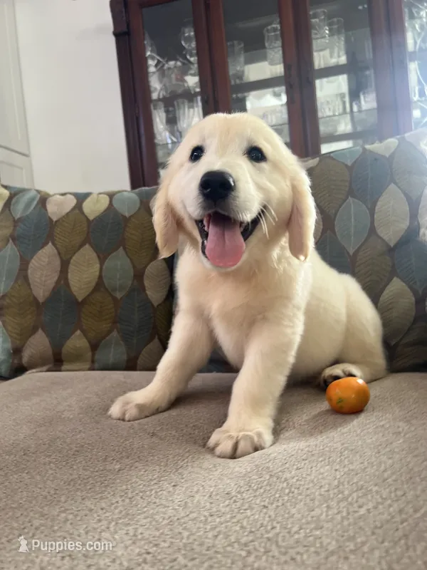 June Puppy 2 – English Cream Golden Retriever puppy for sale in Brooksville, FL