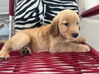 Red Puppy 1 (m), a male Golden Retriever for sale in Brooksville, FL – 5 of 5