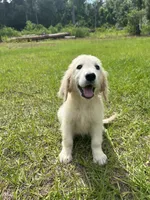 June Puppy 6, a female English Cream Golden Retriever for sale in Brooksville, FL – 5 of 7