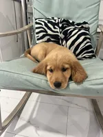 Red Puppy 1 (f), a female Golden Retriever for sale in Brooksville, FL – 3 of 5