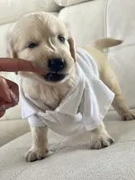 White Puppy 4, a male English Cream Golden Retriever for sale in Brooksville, FL – 7 of 7