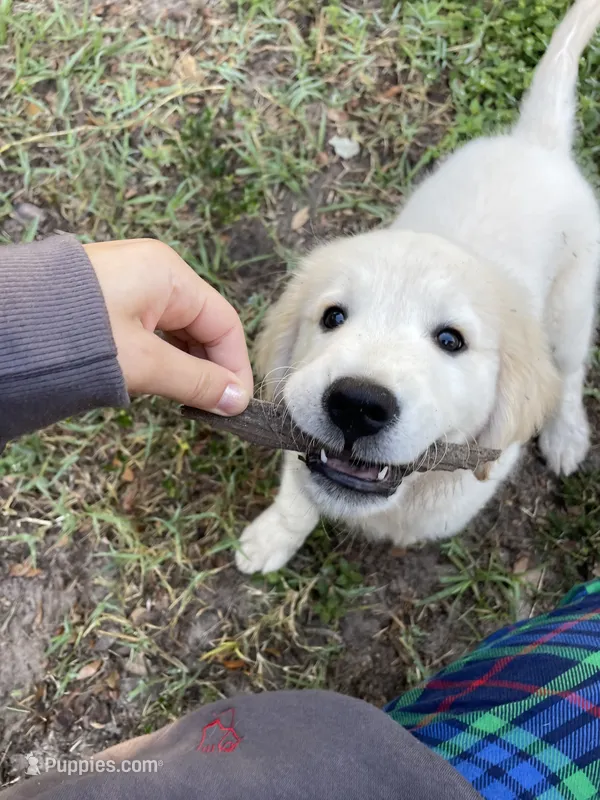 June Puppy 1 – English Cream Golden Retriever puppy for sale in Brooksville, FL