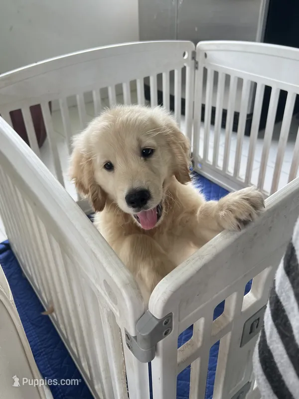 White Puppy 1 – English Cream Golden Retriever puppy for sale in Brooksville, FL