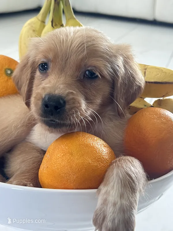 Red Puppy 4 (m), a male Golden Retriever for sale in Brooksville, FL – 1 of 6