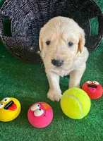 White Puppy 3 (f) , a female English Cream Golden Retriever for sale in Brooksville, FL – 2 of 5