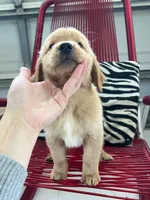 Red Puppy 1 (m), a male Golden Retriever for sale in Brooksville, FL – 2 of 5
