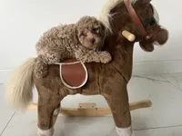 Toy Poodle 1, a male Poodle - Toy  for sale in Brooksville, FL – 3 of 4