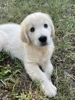 June Puppy 1, a male English Cream Golden Retriever for sale in Brooksville, FL – 7 of 7