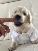 White Puppy 4, a male English Cream Golden Retriever for sale in Brooksville, FL – 6 of 7