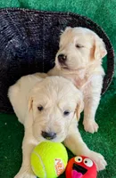 White Puppy 3 (f) , a female English Cream Golden Retriever for sale in Brooksville, FL – 4 of 5