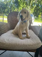 June Puppy 4, a male English Cream Golden Retriever for sale in Brooksville, FL – 5 of 6