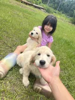 June Puppy 9, a female English Cream Golden Retriever for sale in Brooksville, FL – 3 of 5