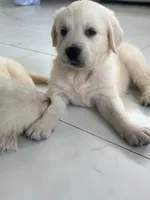 White Puppy 1 (f), a female English Cream Golden Retriever for sale in Brooksville, FL – 2 of 10