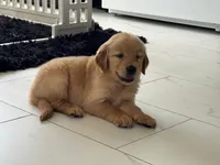 Red Puppy 1 (f), a female Golden Retriever for sale in Brooksville, FL – 3 of 6