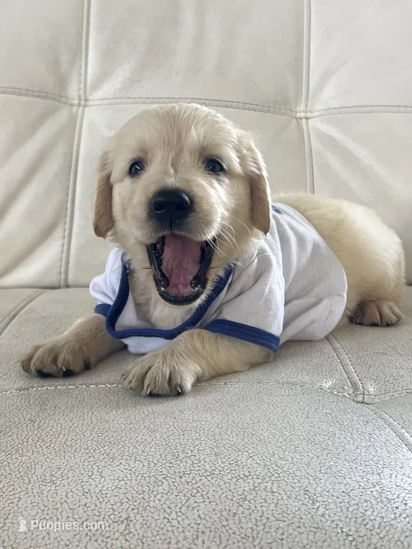 White Puppy 2 – English Cream Golden Retriever puppy for sale in Brooksville, FL