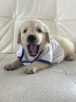 White Puppy 2, a male English Cream Golden Retriever for sale in Brooksville, FL – 1 of 10