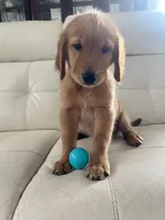 Red Puppy 1 (m), a male Golden Retriever for sale in Brooksville, FL – 7 of 7