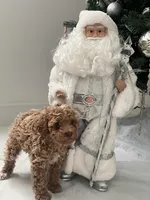 Blonde Boy , a male Poodle - Toy  for sale in Brooksville, FL – Photo 5 of 10