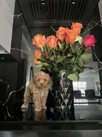 Blonde Boy , a male Poodle - Toy  for sale in Brooksville, FL – Photo 1 of 10