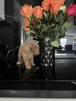 Blonde Boy , a male Poodle - Toy  for sale in Brooksville, FL – Photo 2 of 10