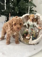 Blonde Boy , a male Poodle - Toy  for sale in Brooksville, FL – Photo 6 of 10