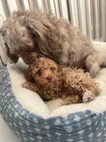 Blonde Boy , a male Poodle - Toy  for sale in Brooksville, FL – Photo 8 of 10