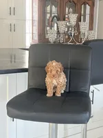 Blonde Boy , a male Poodle - Toy  for sale in Brooksville, FL – Photo 4 of 10