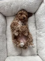 Blonde Boy , a male Poodle - Toy  for sale in Brooksville, FL – Photo 10 of 10